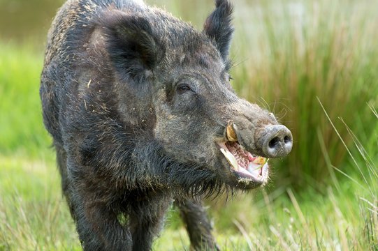 Wild Hog